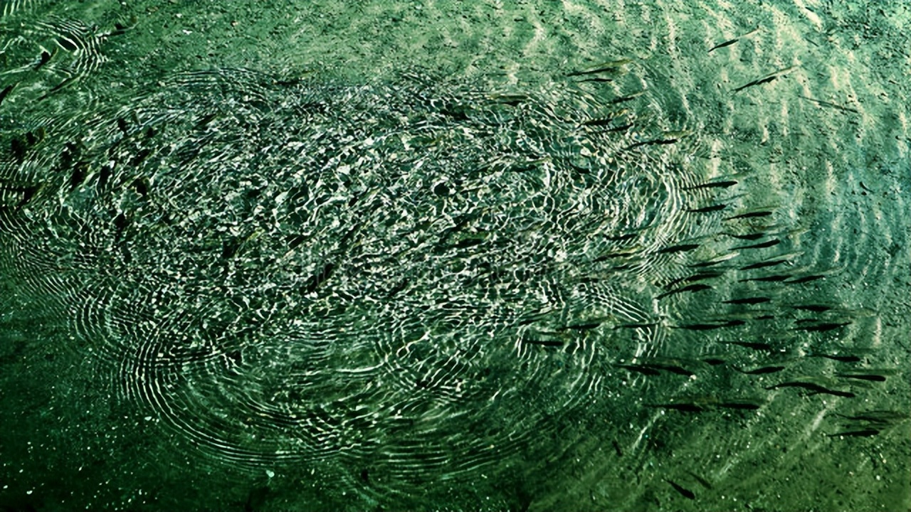 哪里有网箱养殖许氏平鲉,许氏平鲉养殖