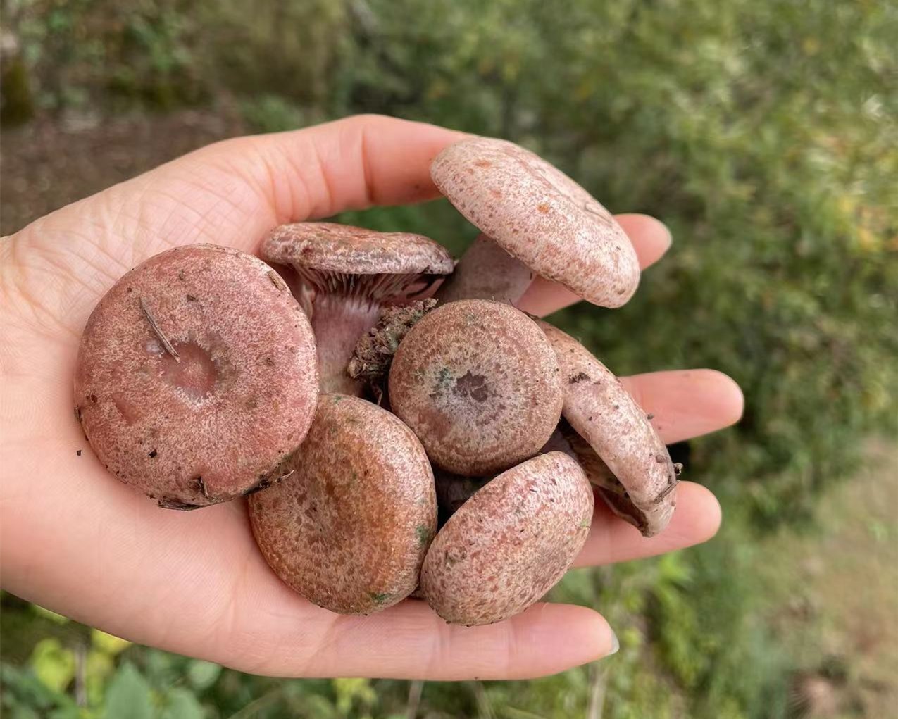 立夏节气,农村6种野味别错过,采摘正当时,有的100多元一斤