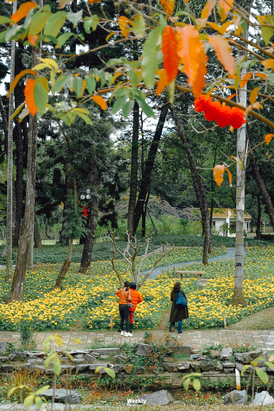 好好走过红荔路，才知道住福田有多让人羡慕