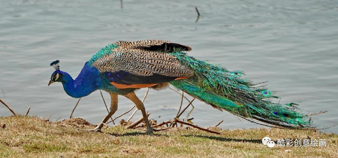 孔雀,孔雀王漫画全集