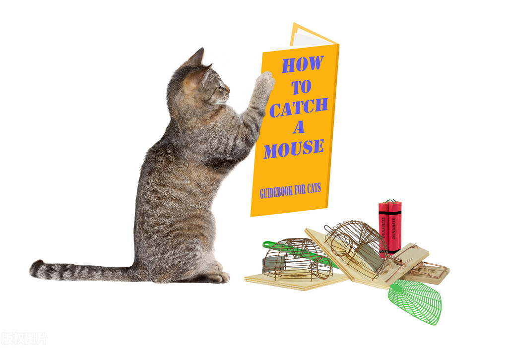 猫捉老鼠教案幼儿园,中班公开课教案优质课猫捉老鼠