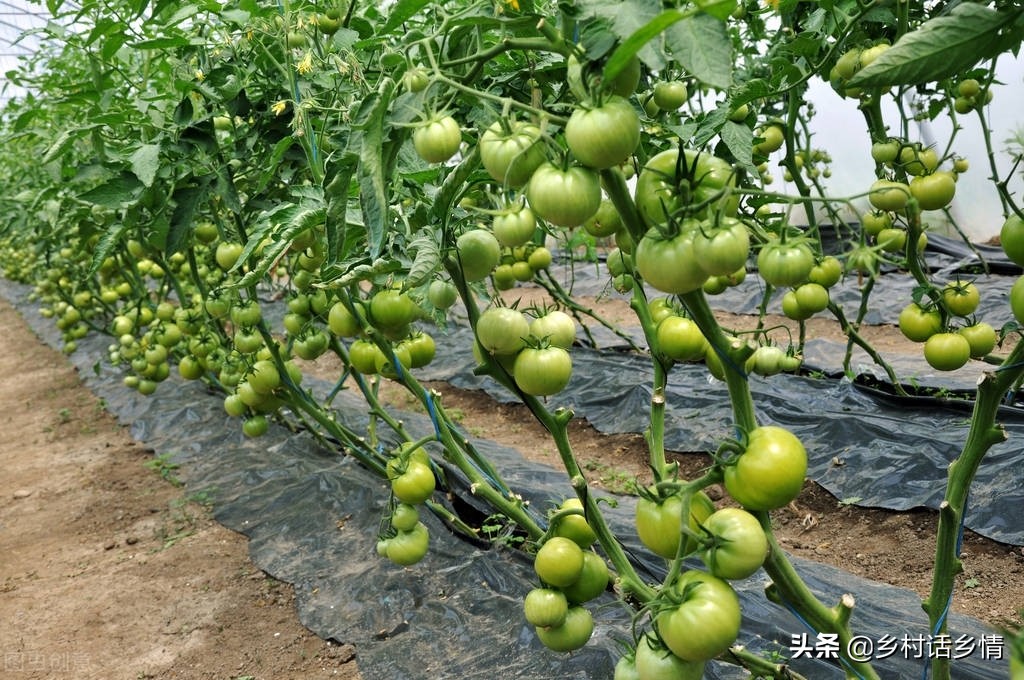 番茄整枝和茄子整枝,辣椒茄子番茄整枝打杈