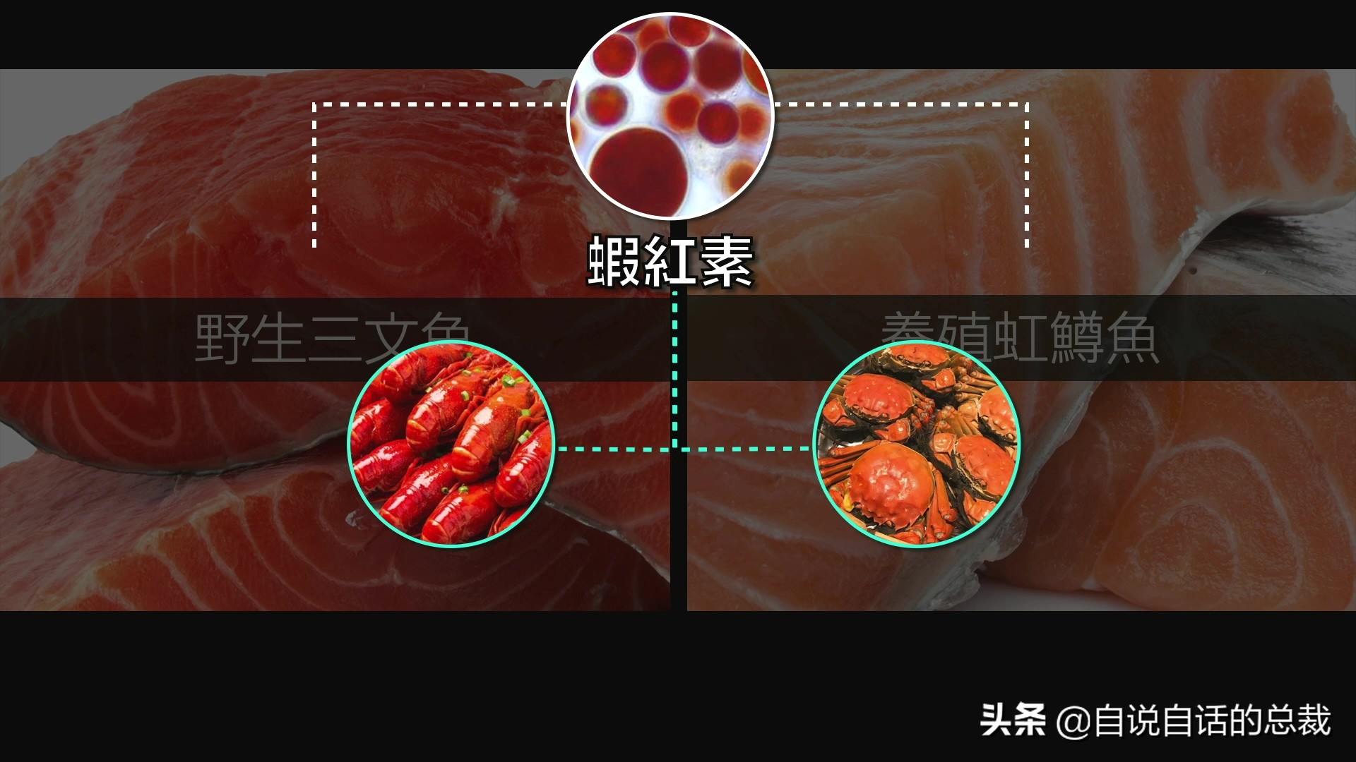 三文鱼水光真假分辨,哪种才是真正的三文鱼