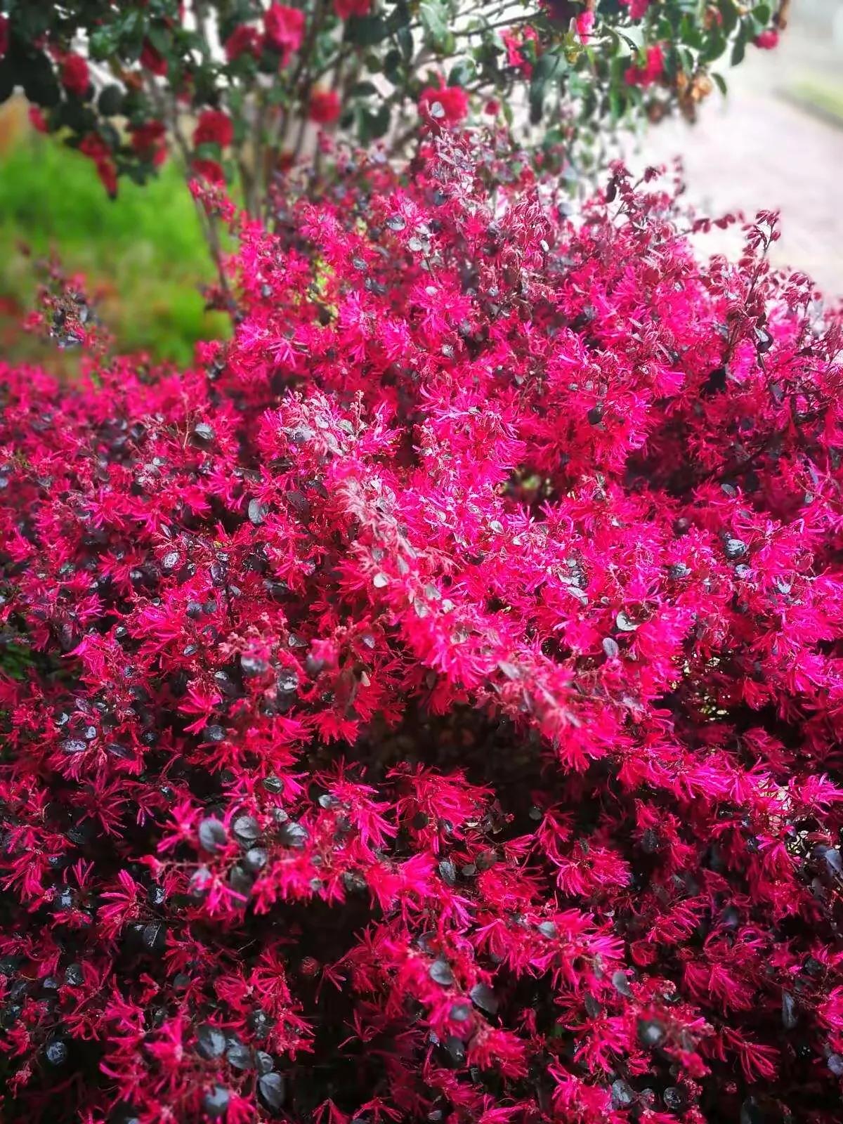 红花檵木介绍牌,红花檵木解说