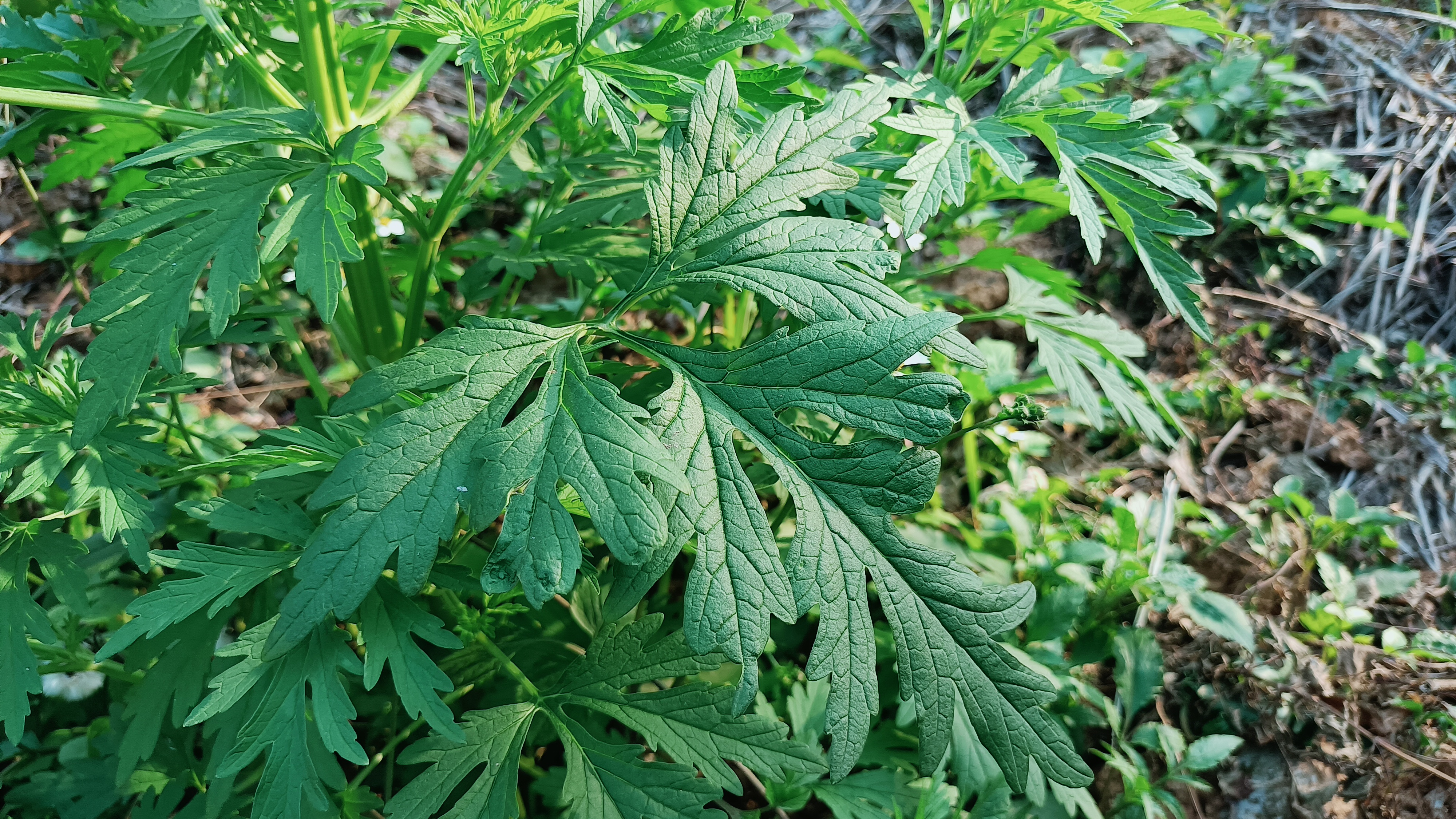 农村常见植物益母草,常被称为“女人草”,煮水作用厉害了