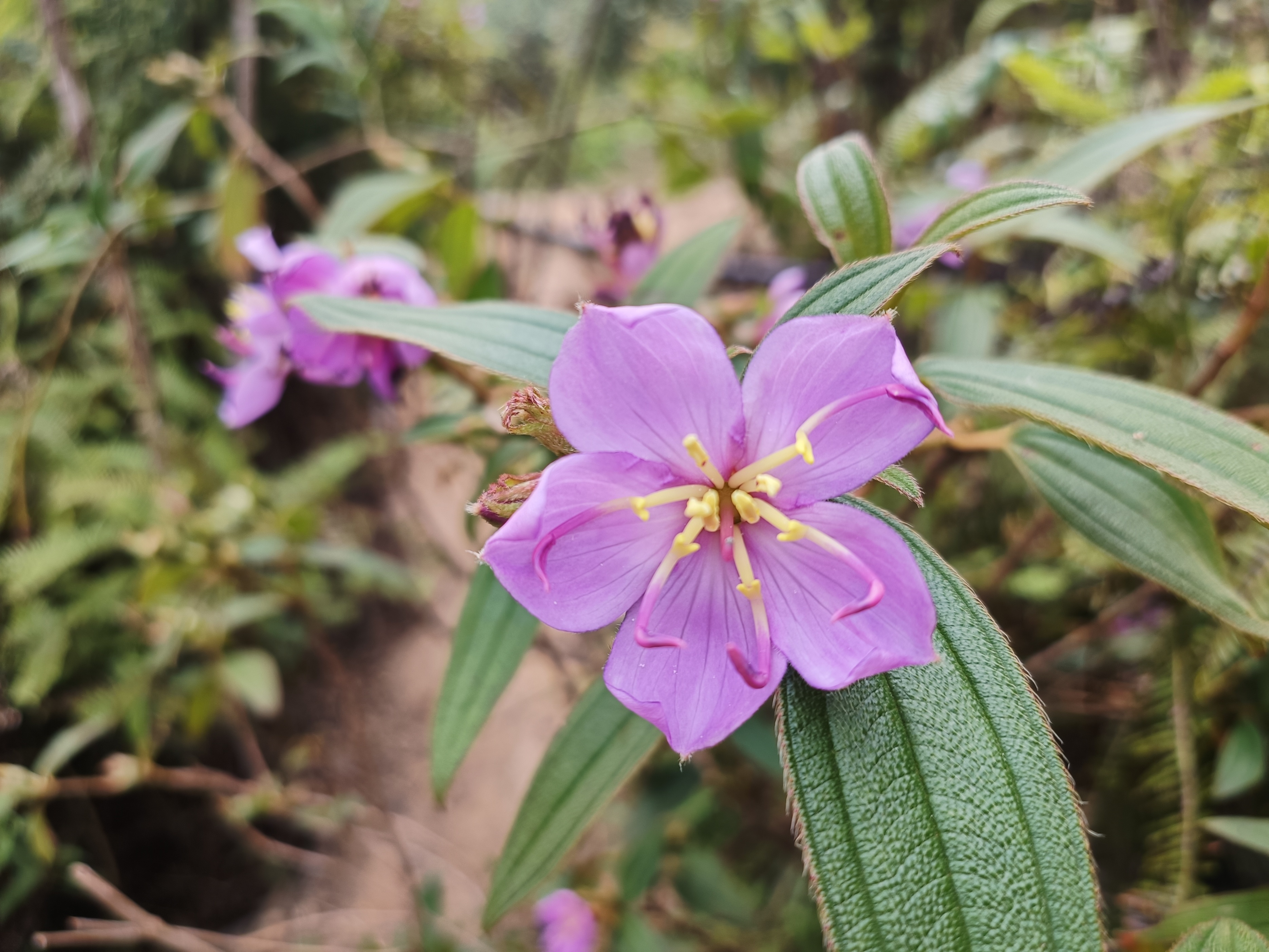 石老虎下山豹牙郎出没一片红