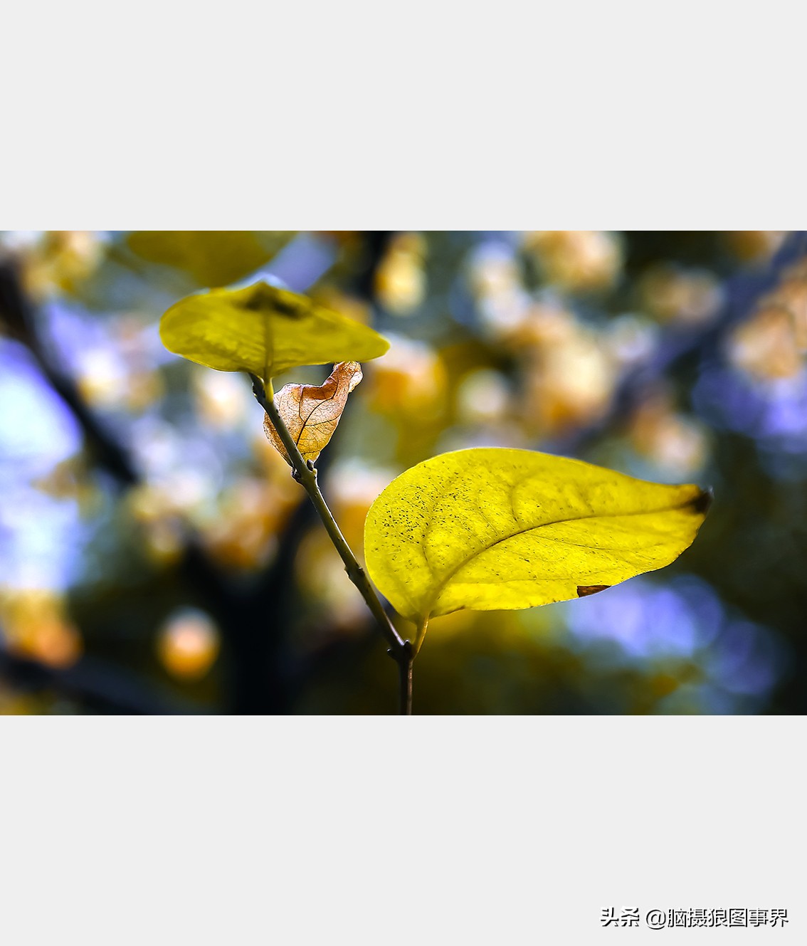 教你几个拍摄腊梅的摄影技巧干货,腊梅花怎样拍照好看