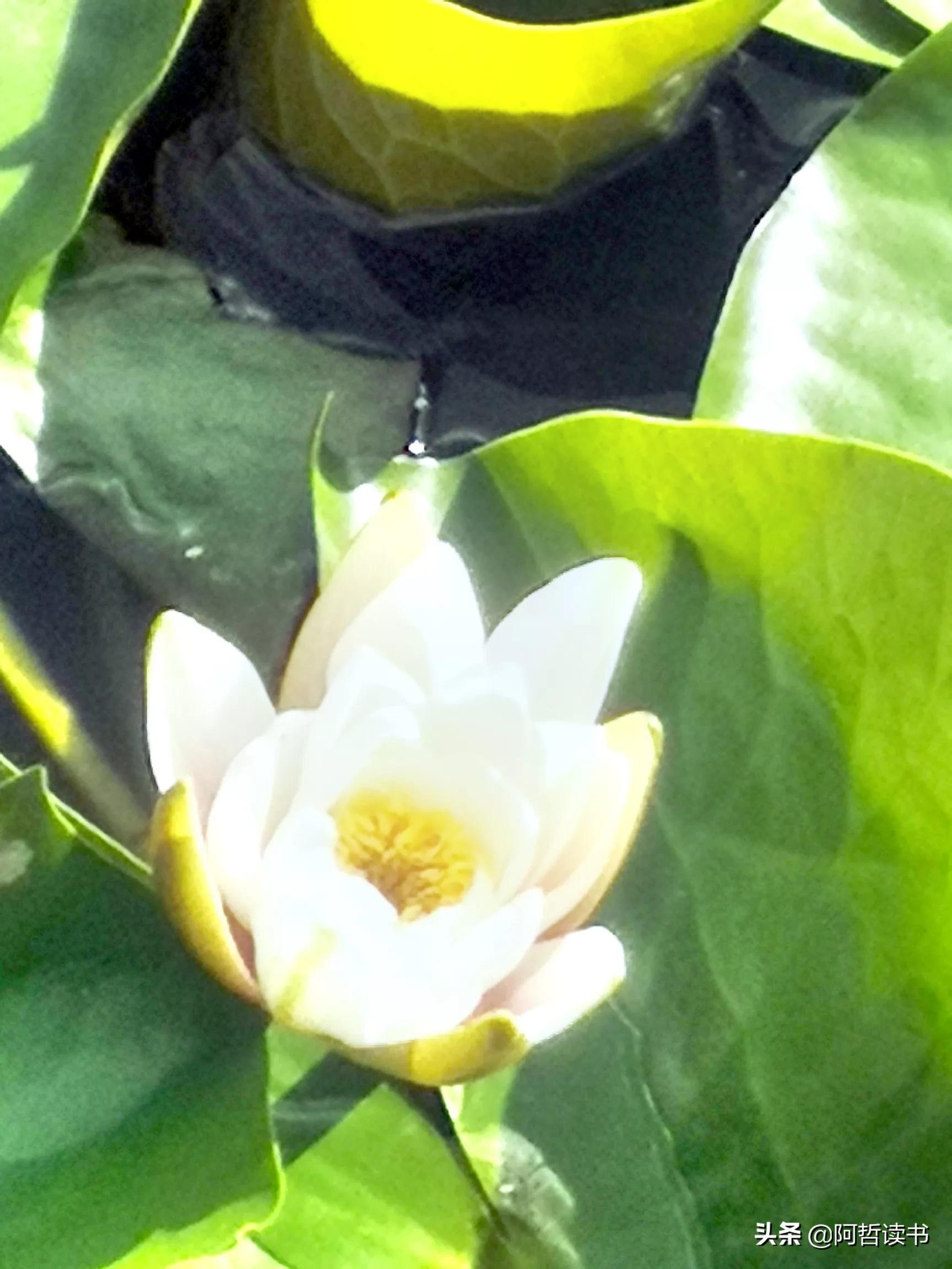 夏日荷花/风影摇曳波光粼，出水芙蓉最可人，一片冰心付与君