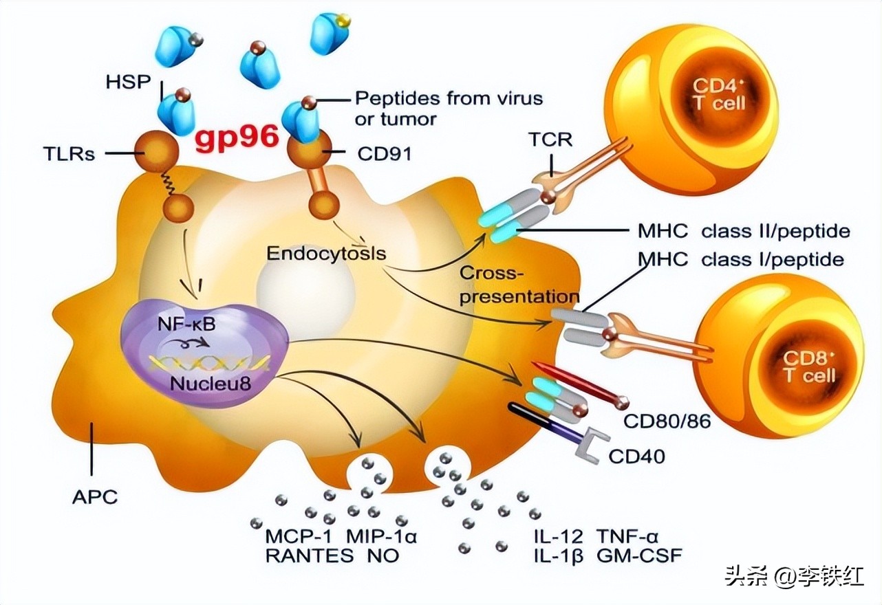 gp96治疗肿瘤,gp96预防癌症效果
