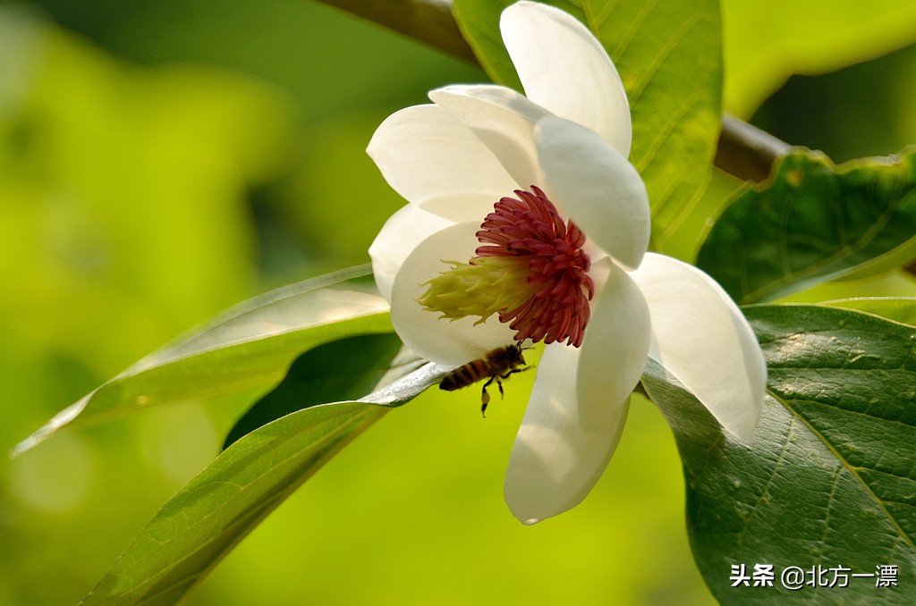 抚顺天女木兰苗规格,抚顺的天女山