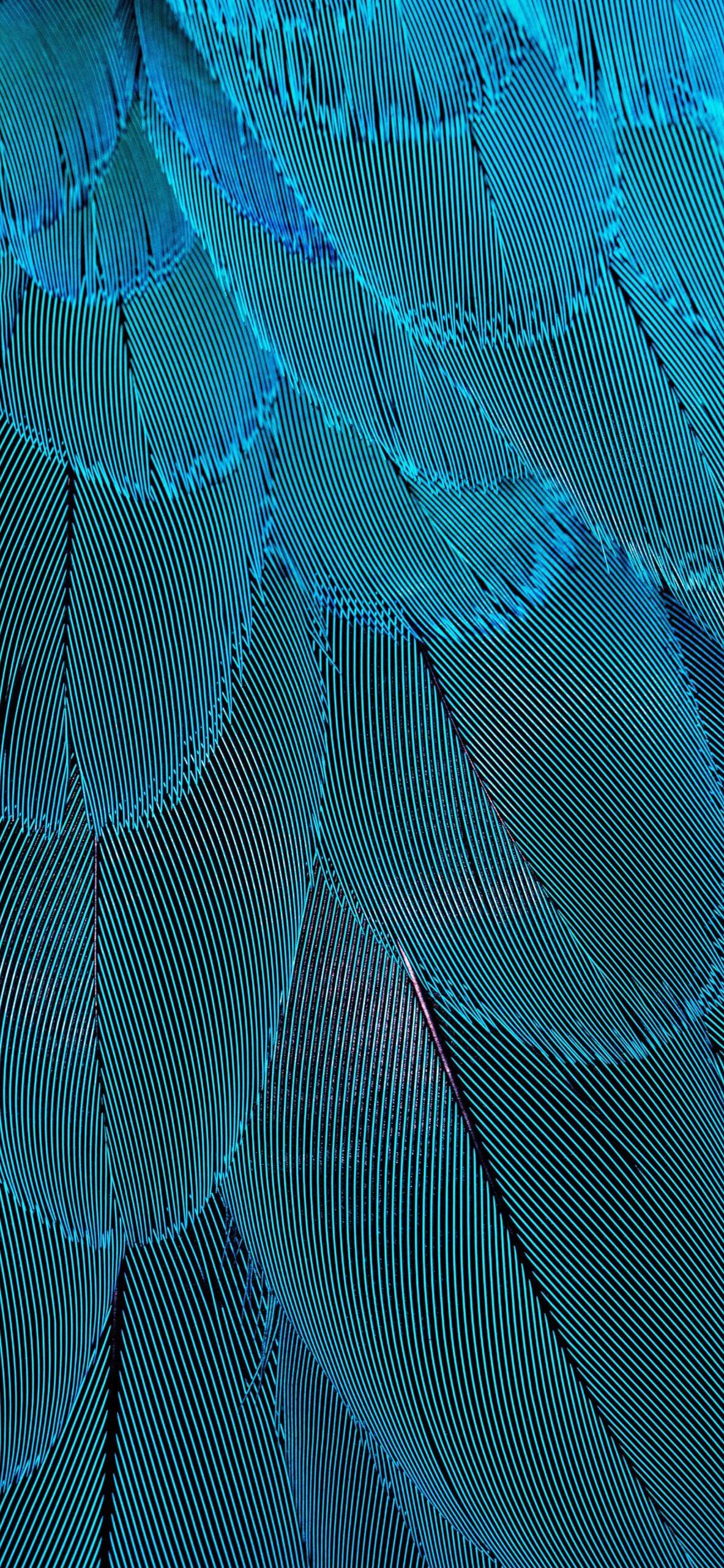 漂亮的羽毛手机壁纸,漂亮的羽毛壁纸手机超清