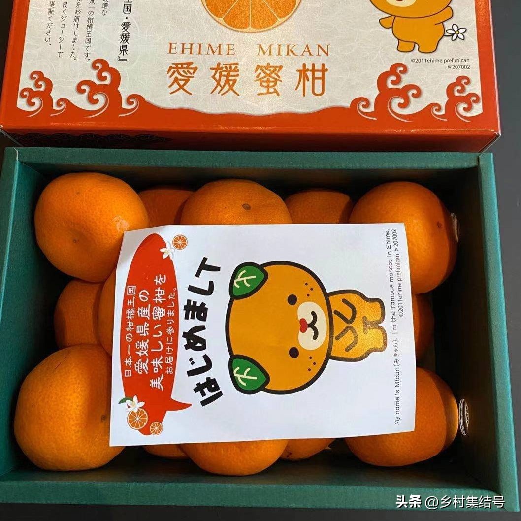 日本爱媛县柑橘,日本爱媛县柑橘研究所