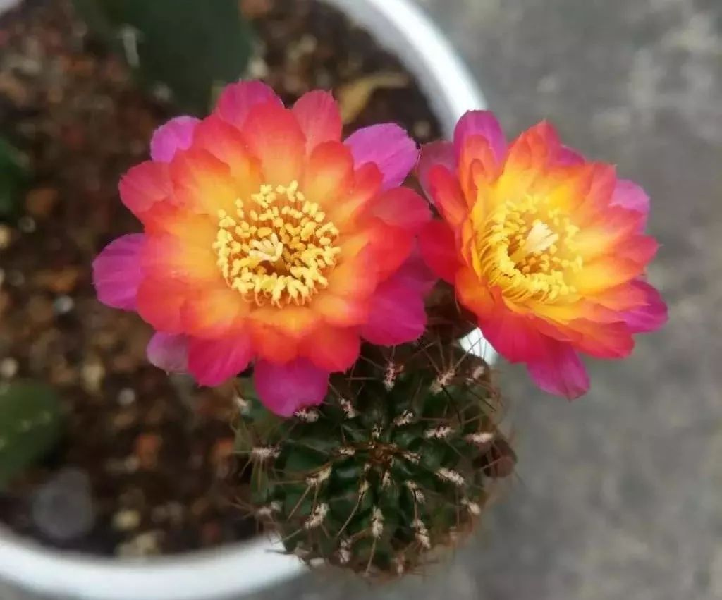 200种·仙人球开花图鉴，大开眼界，美到爆