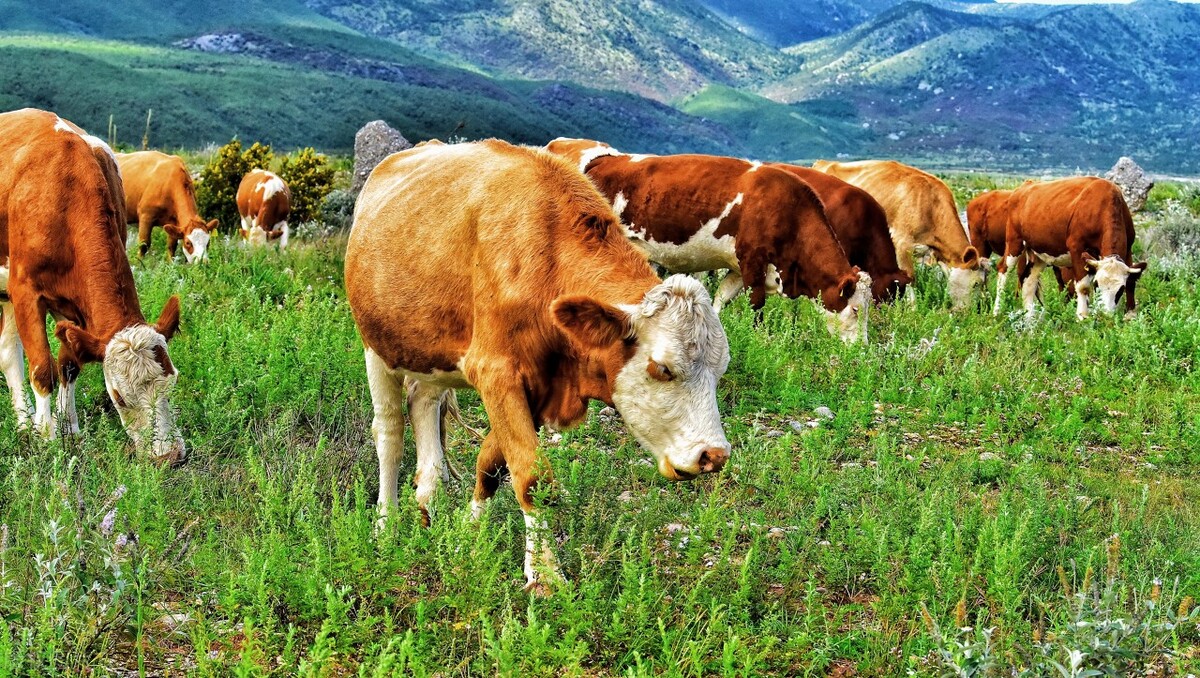 繁殖科技有前景吗,采用人工种子繁殖的优势