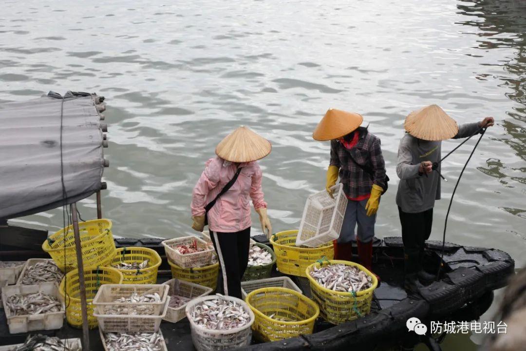 开海了一大波肥美海鲜上岸,开海去哪买海鲜