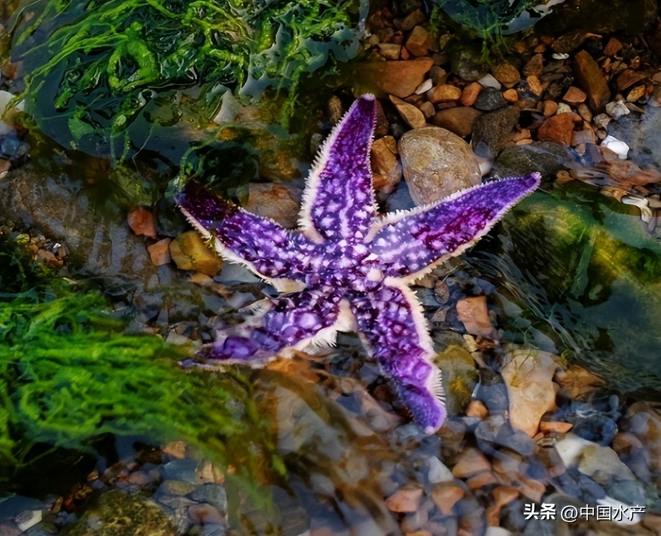 水生外来物种入侵防控工作方案,水生动物防疫
