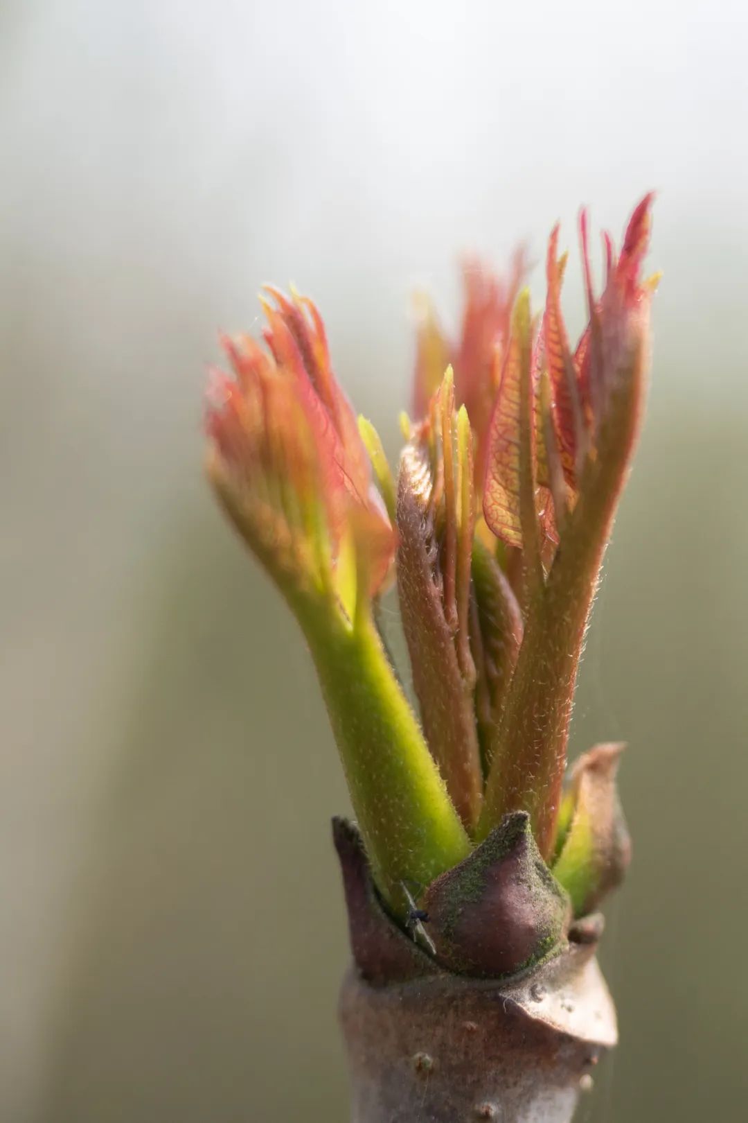 浙江春菜上新品尝春天第一口鲜,春菜正当季快来尝尝春天的味道