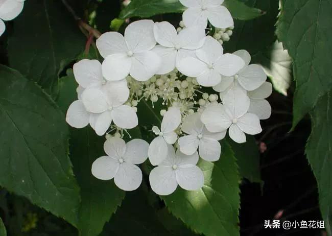 有一种花很好看但是很臭,名字很难听却很漂亮的花