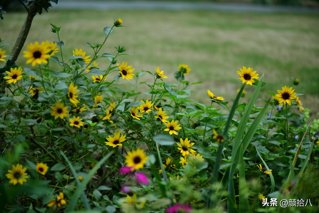 光辉岁月向日葵单朵花能开多少天,光辉岁月向日葵开花效果