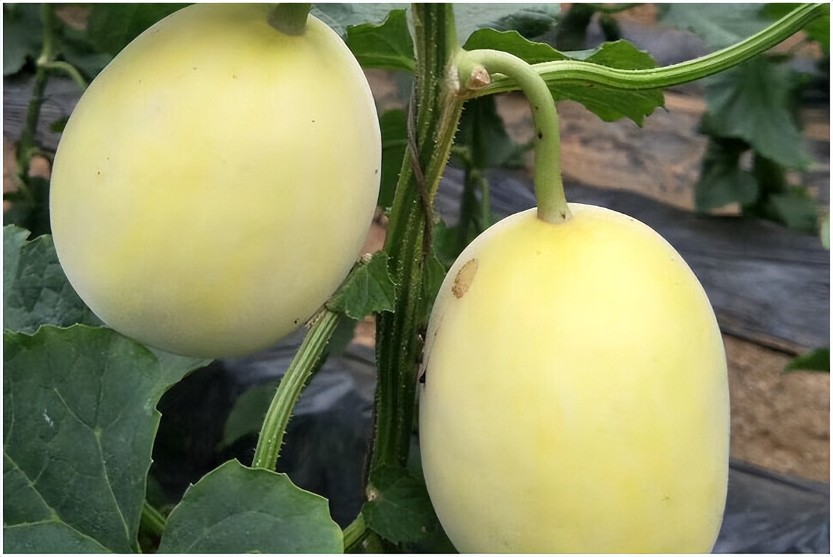 买香瓜是白绿皮还是黄皮好,香瓜选瓜脐凸出来的还是凹进去的