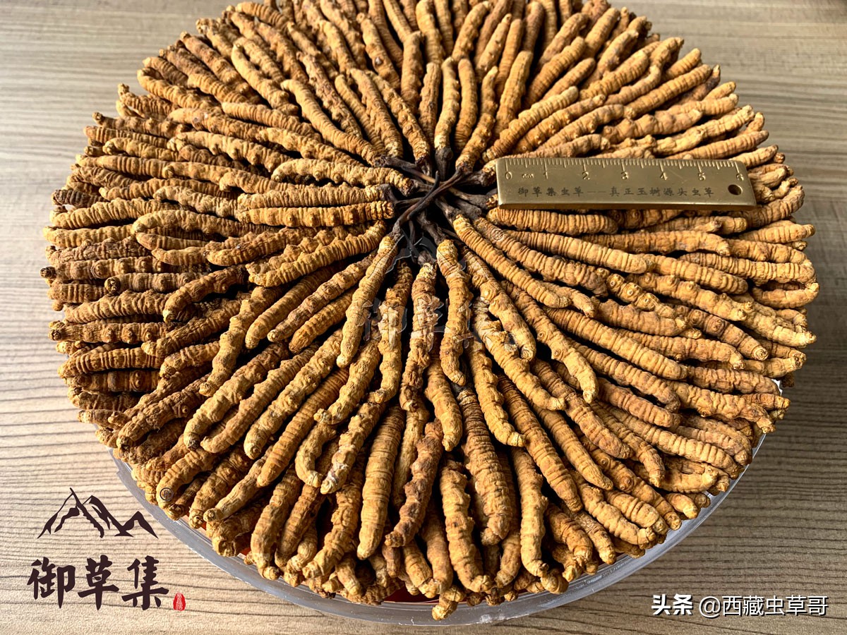 御草集虫草是真的假的,御草集冬虫夏草种植