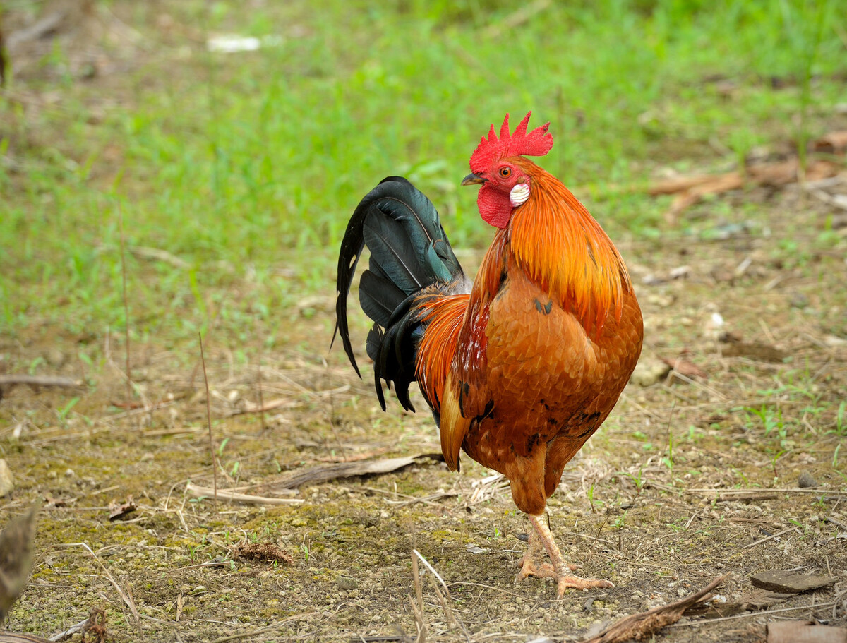 公鸡啄人的真相：公鸡看到的你十分欠啄，人越漂亮越容易中招