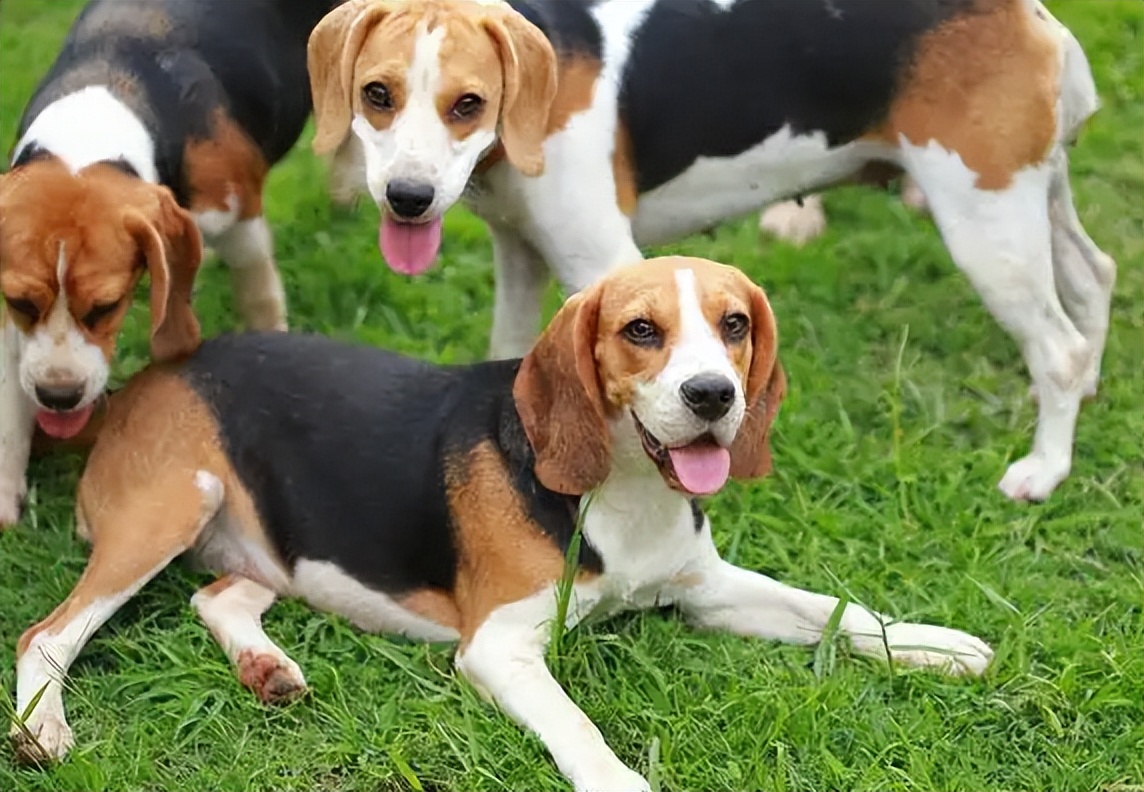 普通家庭不建议养这几种狗,不管养什么狗都要记住这7条忠告
