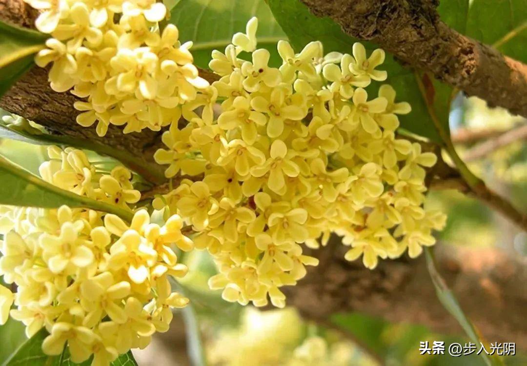 秋天里的桂花香,桂花是秋天的灵魂