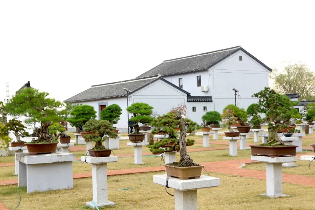 在“浙”里,乡村博物馆拔节生长