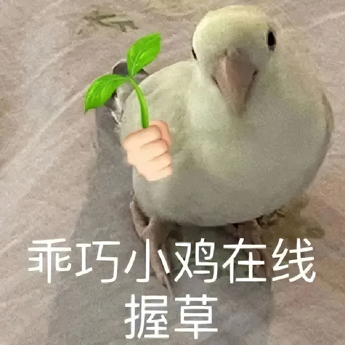 隔壁友商影像旗舰一台接一台，小米呢？