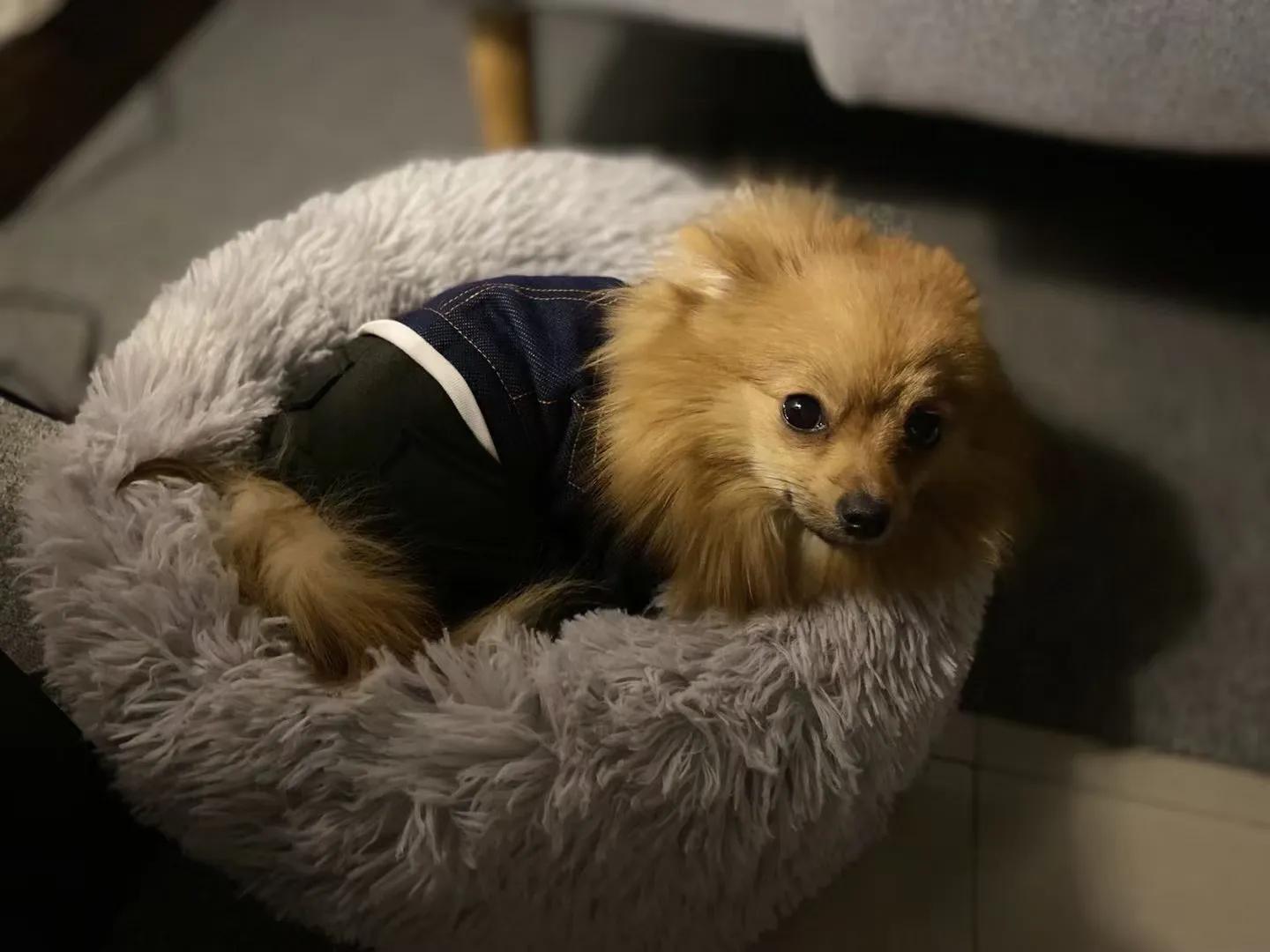 养狗小知识马犬,养狗小知识狗狗每天要喝多少水