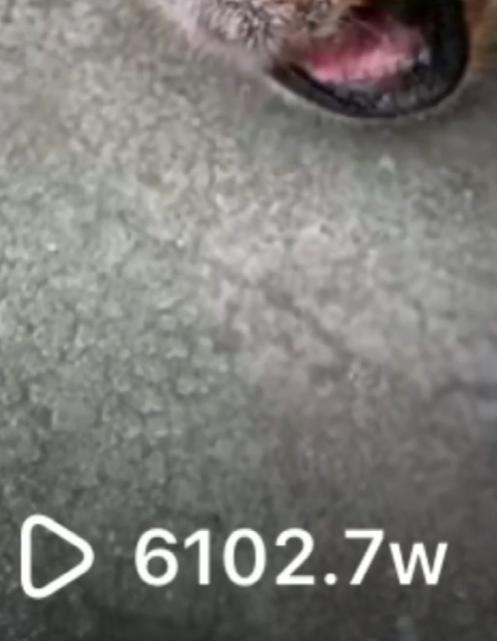 网红金毛coco到底是得了什么病,金毛coco离世原视频