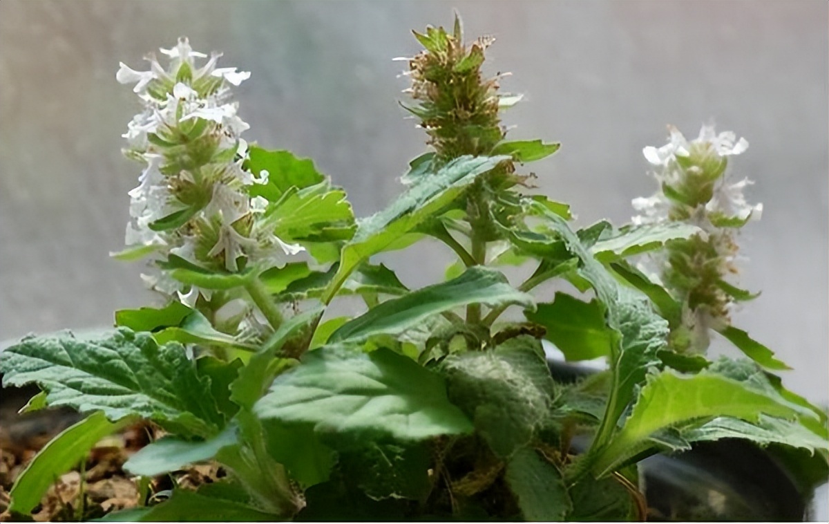 恶性肿瘤患者放疗期间吃点什么好,恶性肿瘤放疗后的注意事项