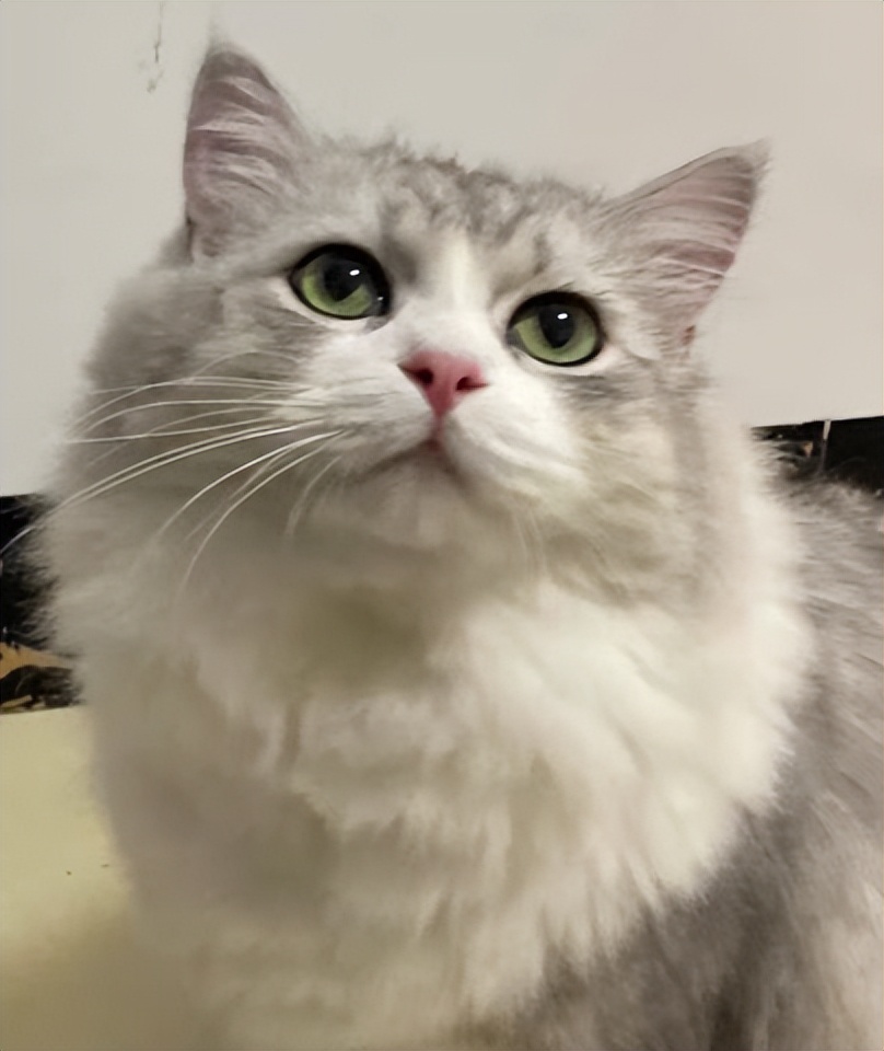 猫21测评：喵达冻干生骨肉猫粮适口性怎么样？可以帮猫咪增肥吗？