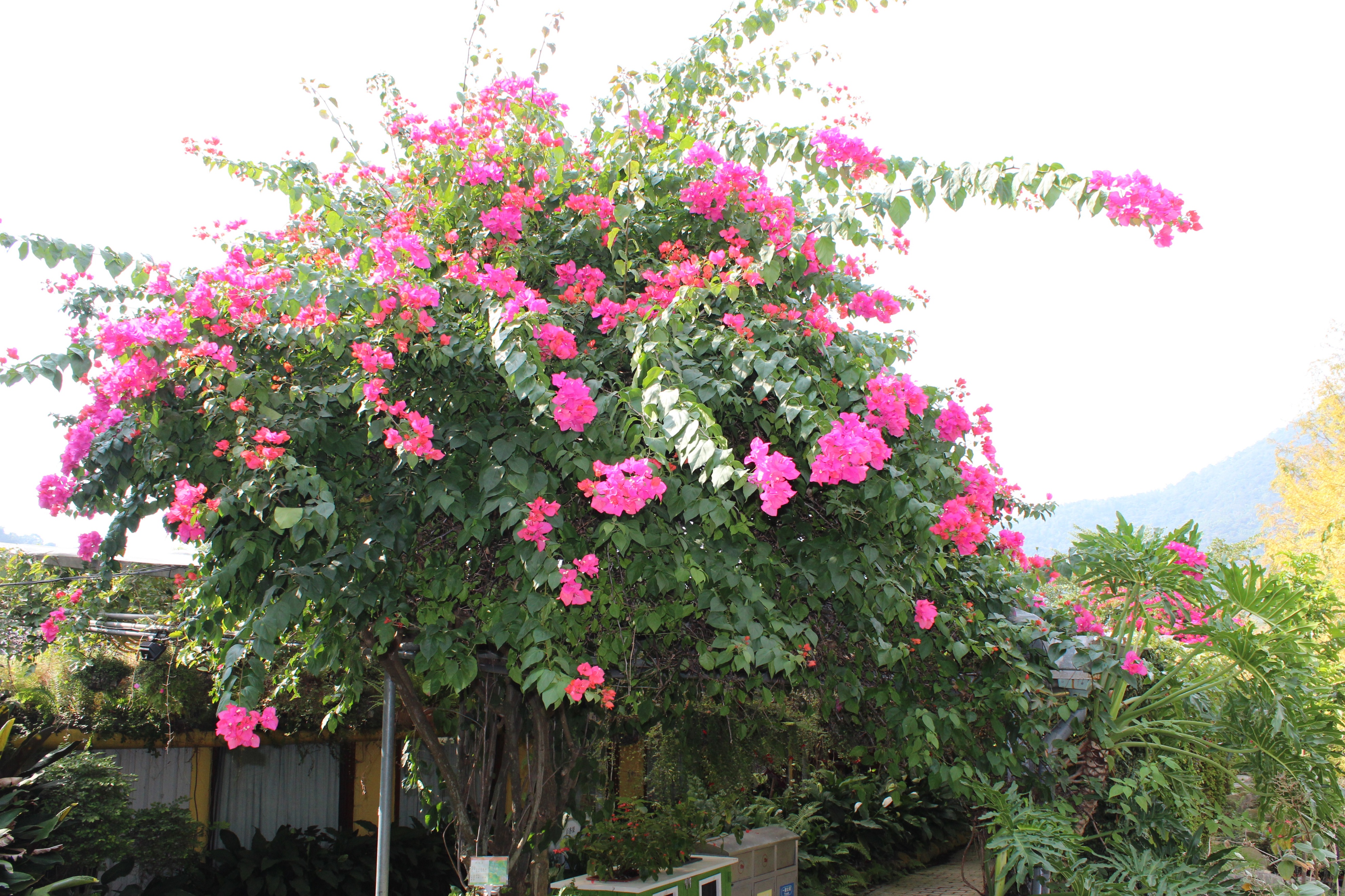 台湾行之垦丁南湾沙滩,台湾行