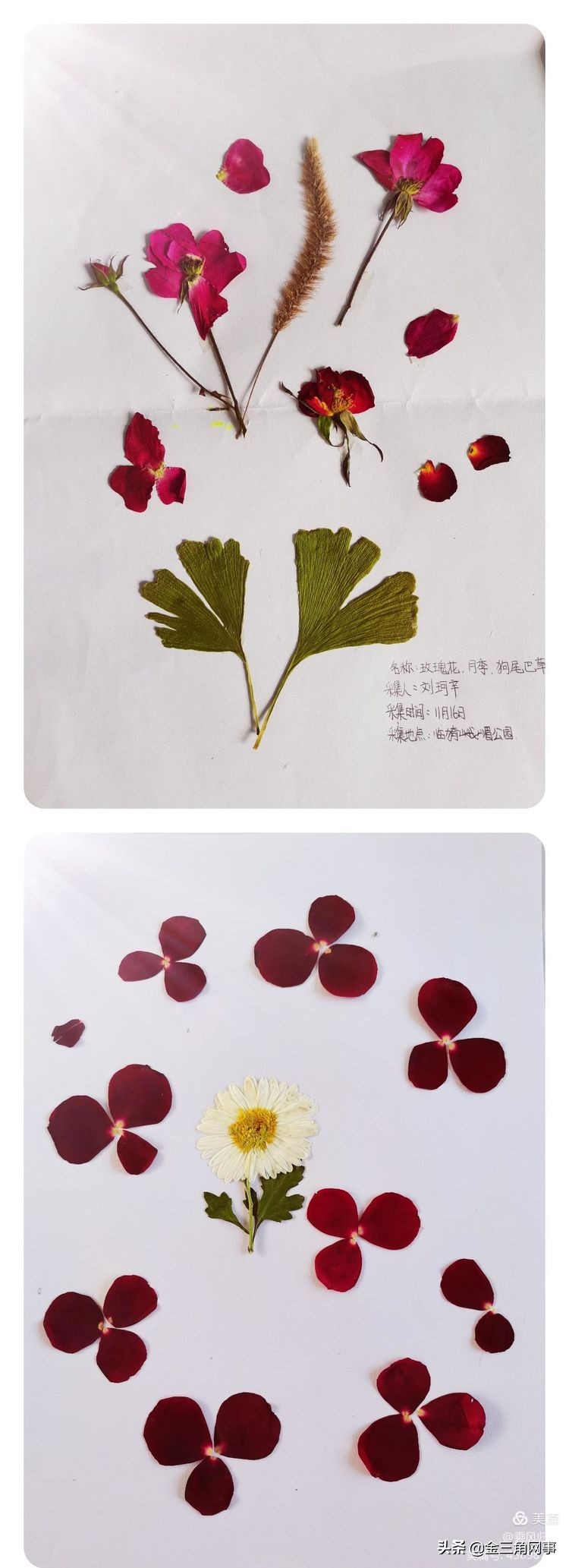 临猗庙上初中推进并践行植物标本课程