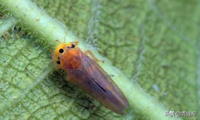 葡萄树的斑衣蜡蝉虫害怎样防治,葡萄虫害绿盲蝽防治时间