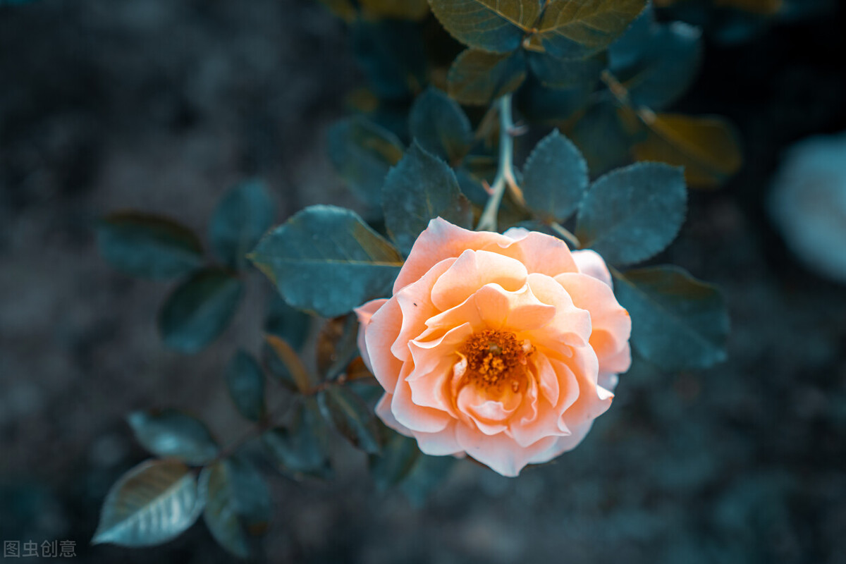 十首诗词最懂夏天的美,夏天最美的七言绝句诗
