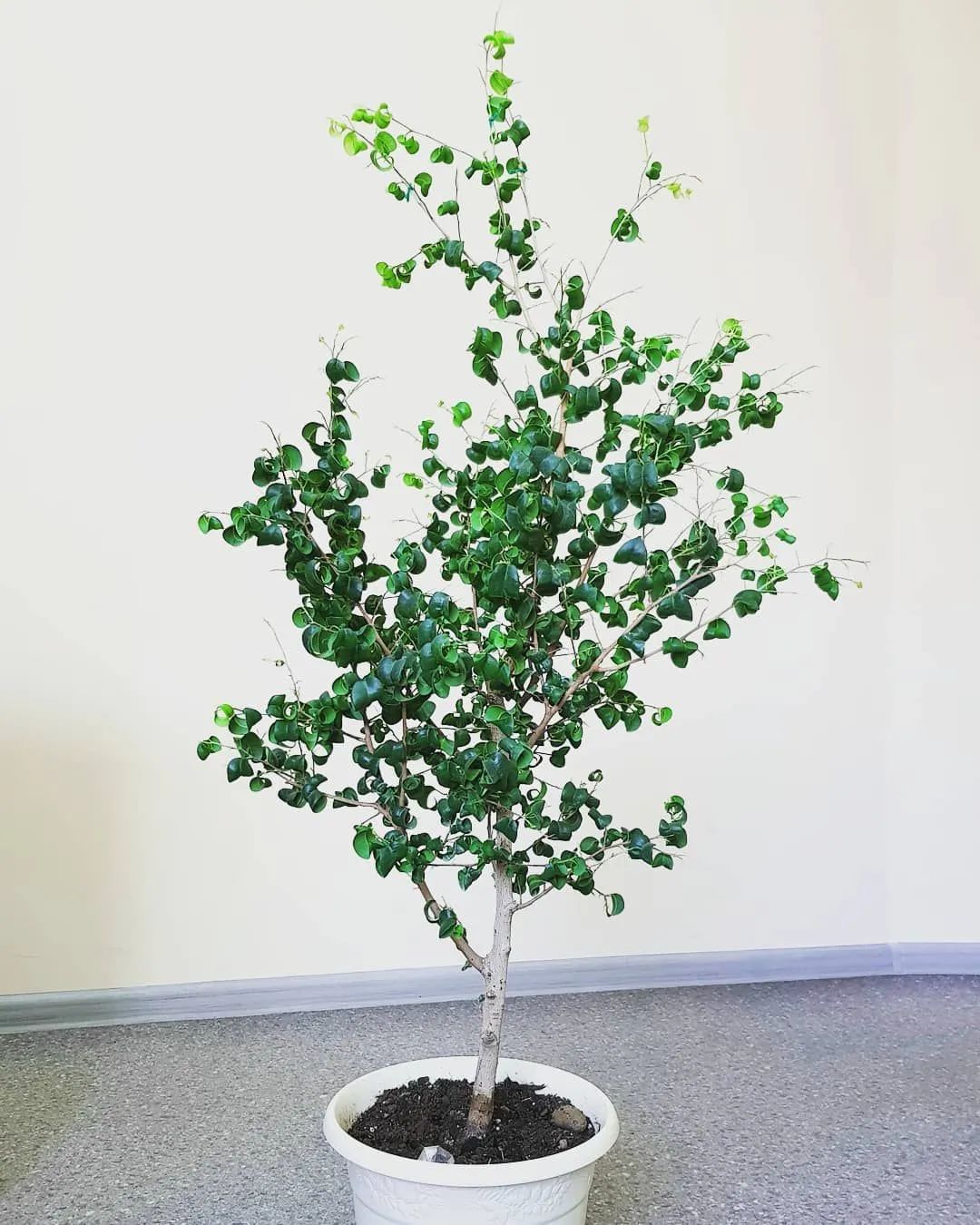 6种高大美观的大型室内盆栽绿植,适合室内的盆栽绿植推荐