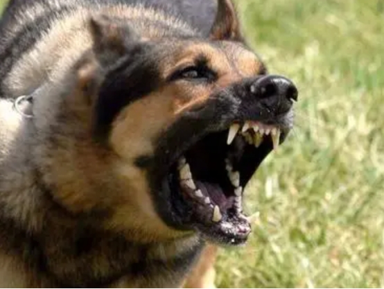 被狗追咬时应该怎么办呢？这几招能保障生命安全，一定教会孩子！