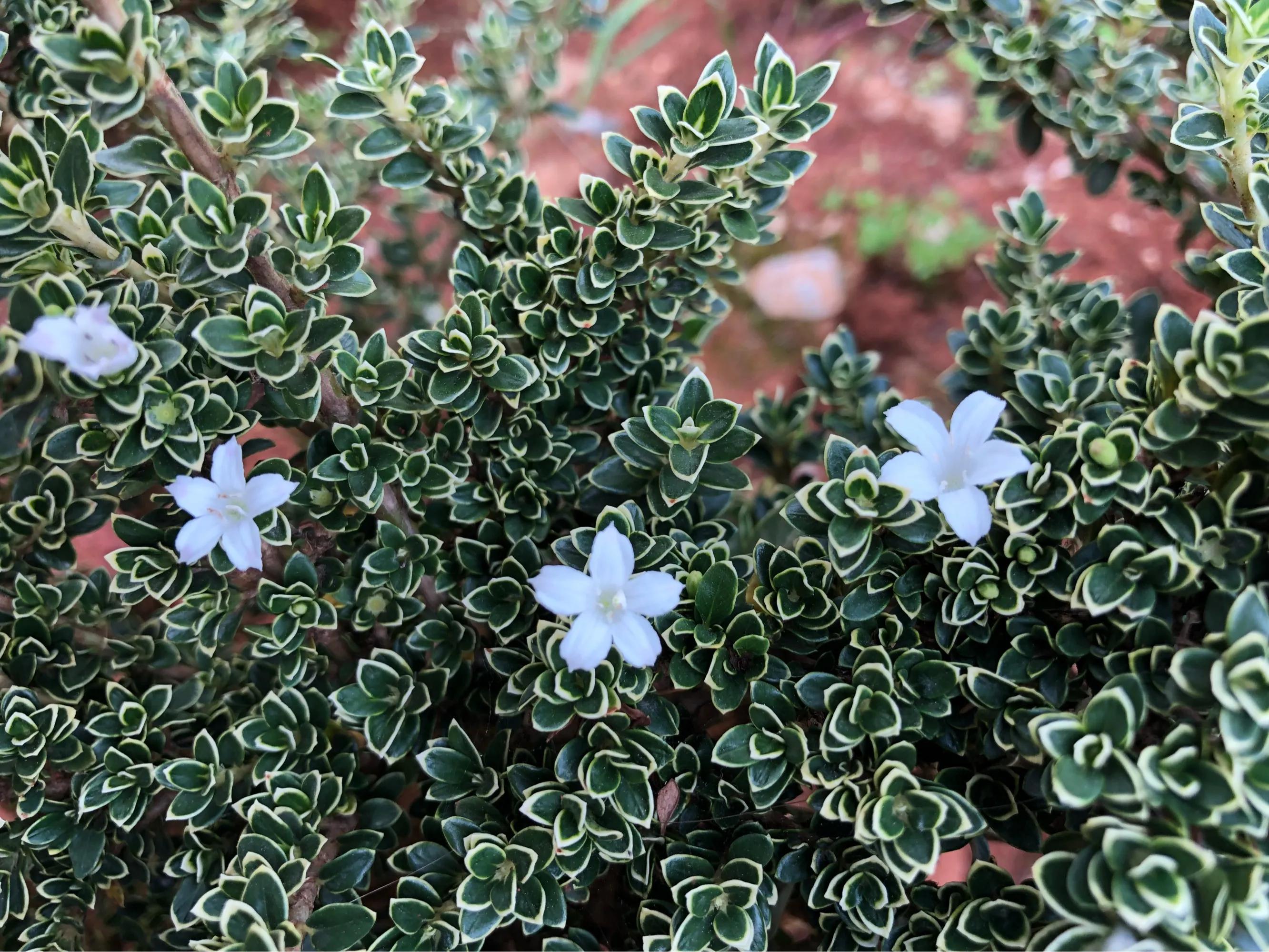 100种迷人的“数字花”,从零到一百万,真是太神奇了