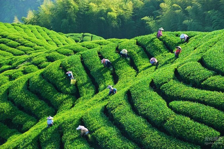 中国为何要多花2个亿，从印度进口茶叶？是中国茶不如印度茶吗？