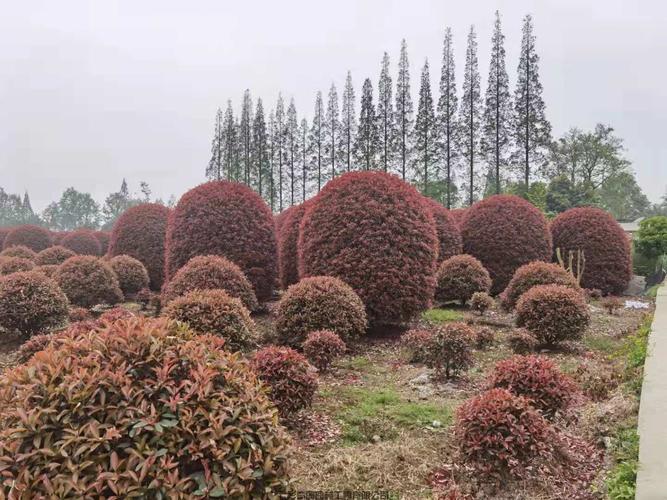 森禾红叶石楠,森禾2.0