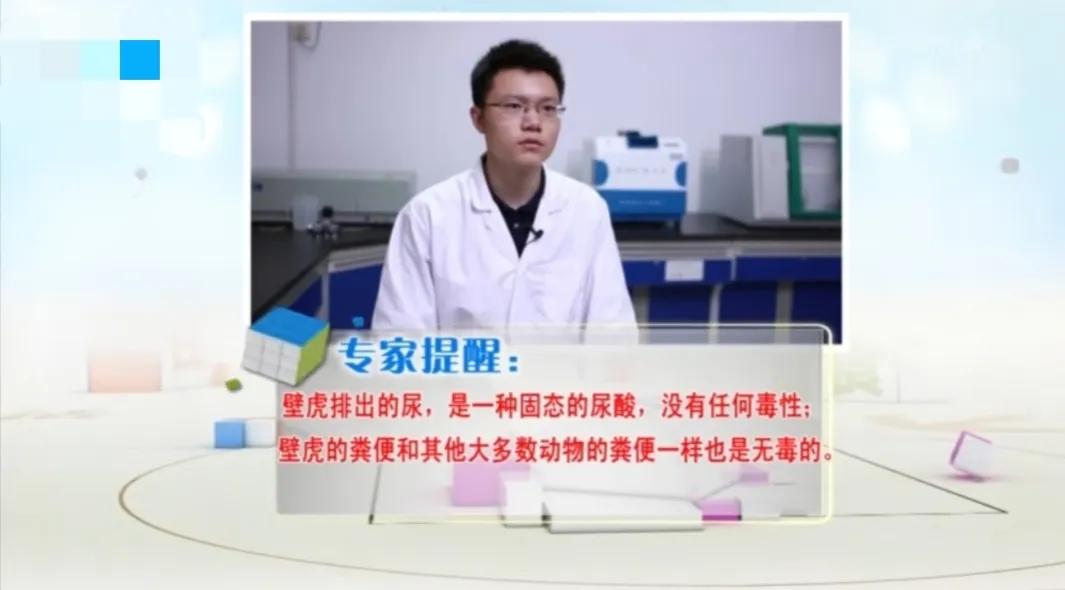 家里进壁虎了要不要把它打下来,家里进了壁虎怎么驱赶