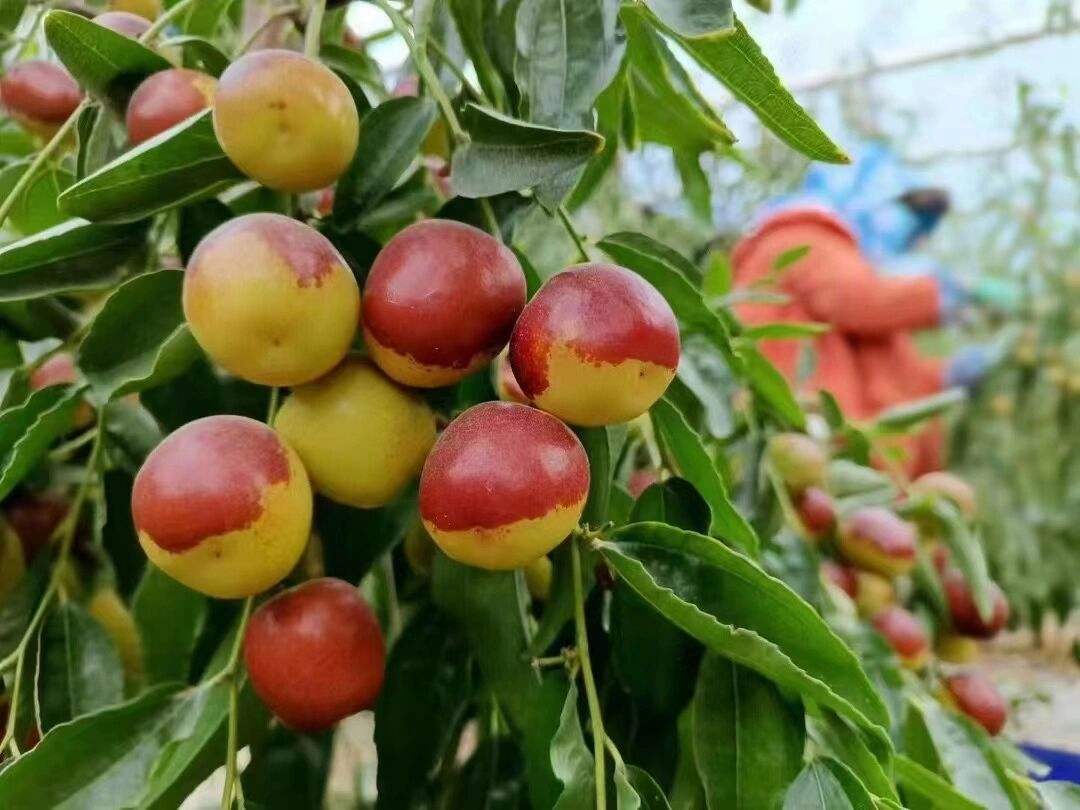 新疆瓜果为什么又甜又香,新疆种植的瓜果味道为什么特别甜