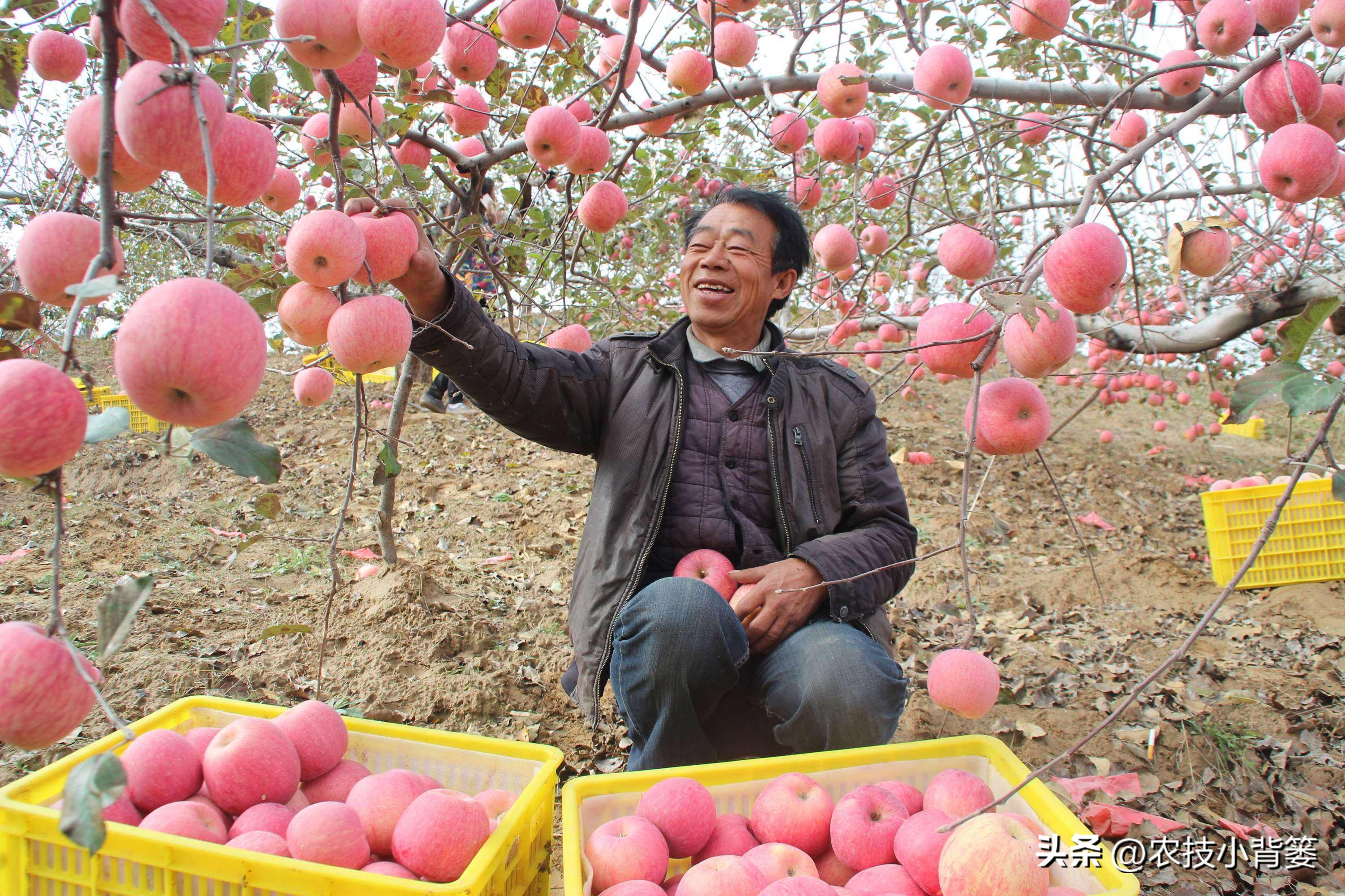 死苗烂根用什么菌肥,大葱重茬烂根防治办法最新