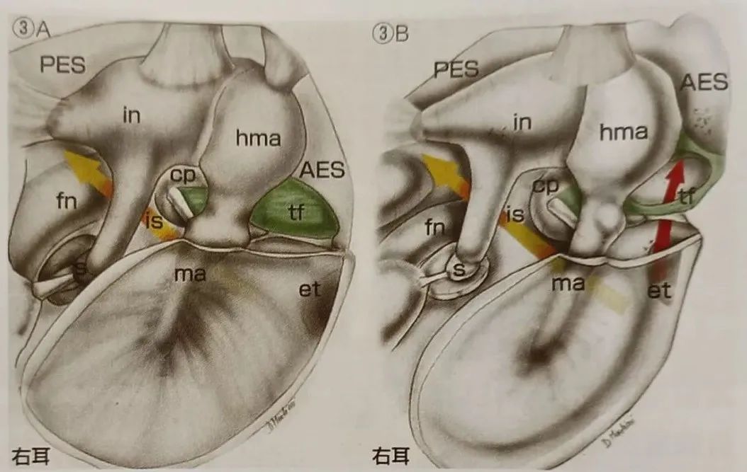 耳部解剖结构和生理功能,耳部解剖笔记