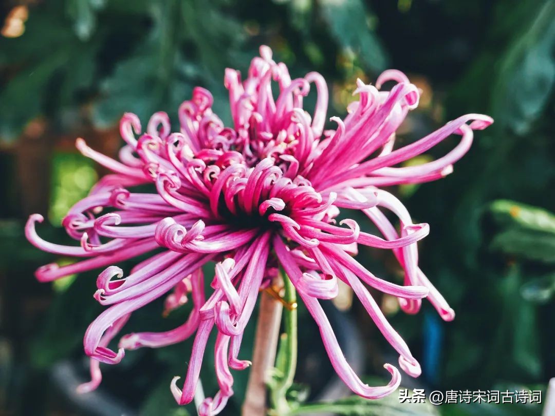 鑿婅晩鍌查湝鍥剧墖,鍌查湝绉嬭強璇楄瘝