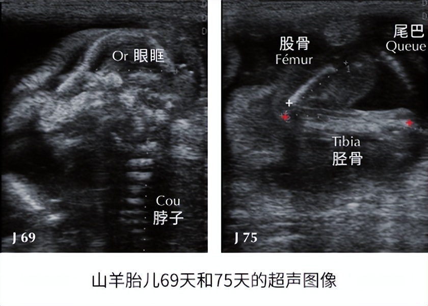 b超检测羊孕方法,怀孕羊b超图像