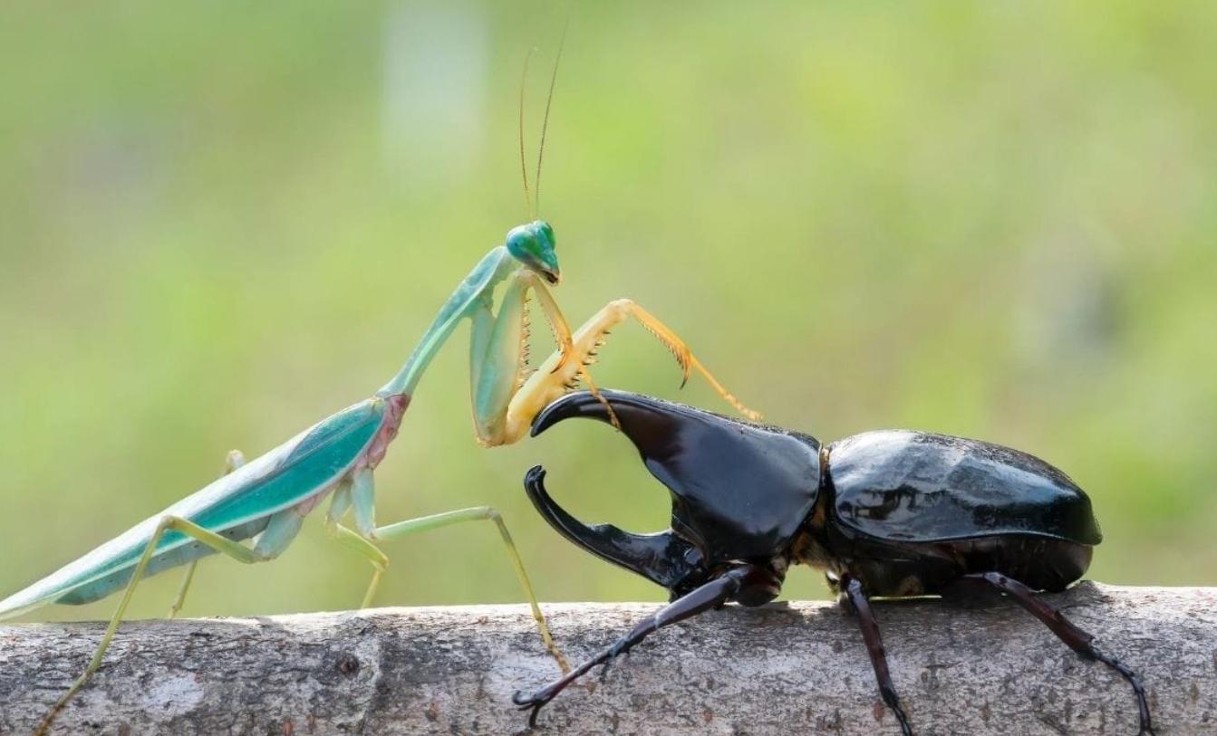 母螳螂一交配，就会吃自己的“丈夫”，难道不怕公螳螂反抗？